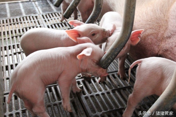 新生仔猪抖抖是什么原因,仔猪抖抖病怎么治疗最好
