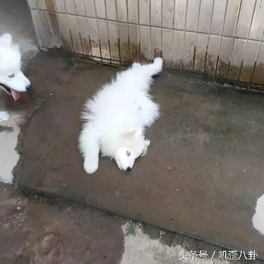 网友丢了一只萨摩耶,被主人遗弃的萨摩耶后续