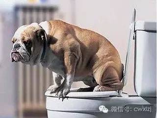 第一次养狗6大误区不能犯,刚养狗的你