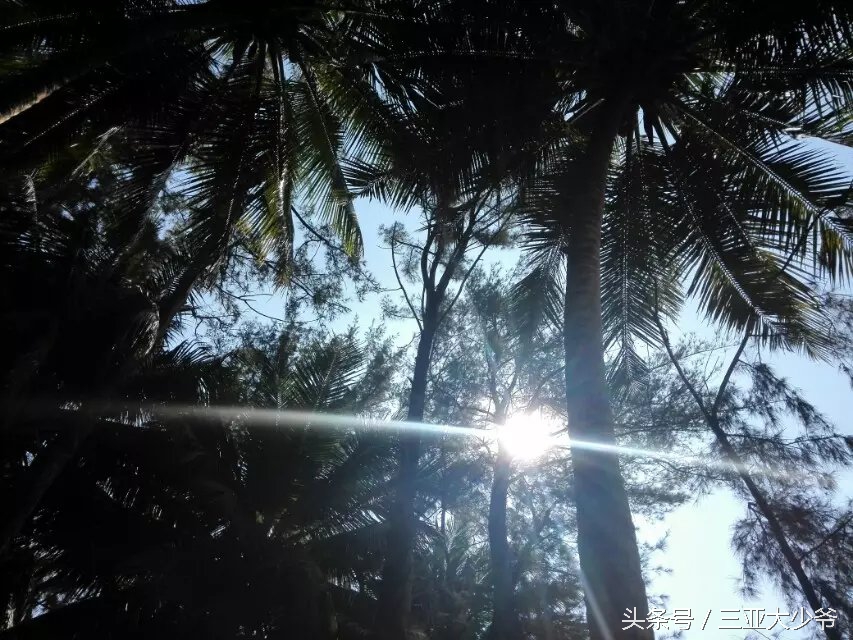 三亚给我的印象,三亚美好的遇见