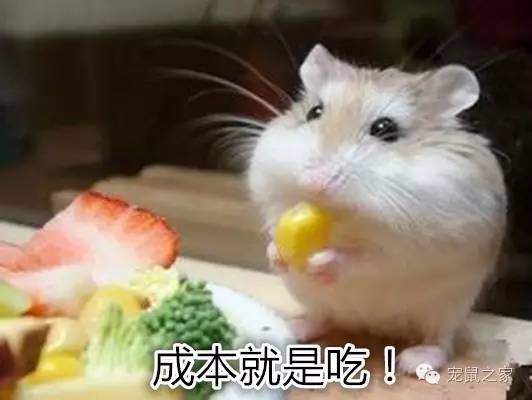 适合学生养的1元宠物,双鱼座适合养什么宠物