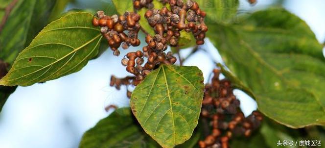 家门口的这棵树,药食作用居然这么大?