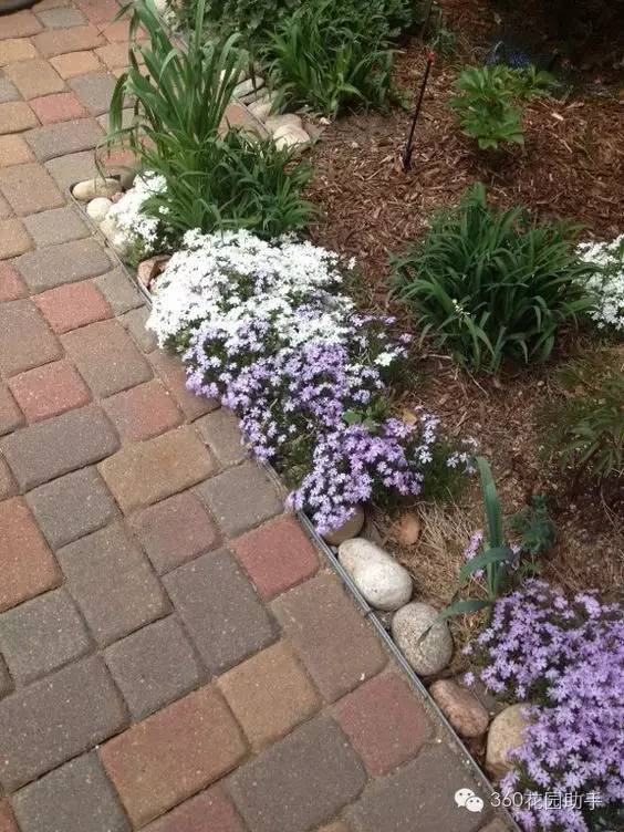 花园小路景观植物,花园小径植物
