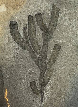 5种现存的动物活化石,地球现存10种活化石