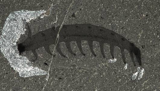 5种现存的动物活化石,地球现存10种活化石