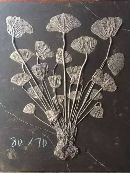 5种现存的动物活化石,地球现存10种活化石