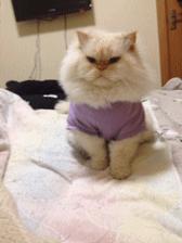 没想到你是这样的羊驼原版,没想到你是这样的狗gif