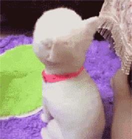 没想到你是这样的羊驼原版,没想到你是这样的狗gif