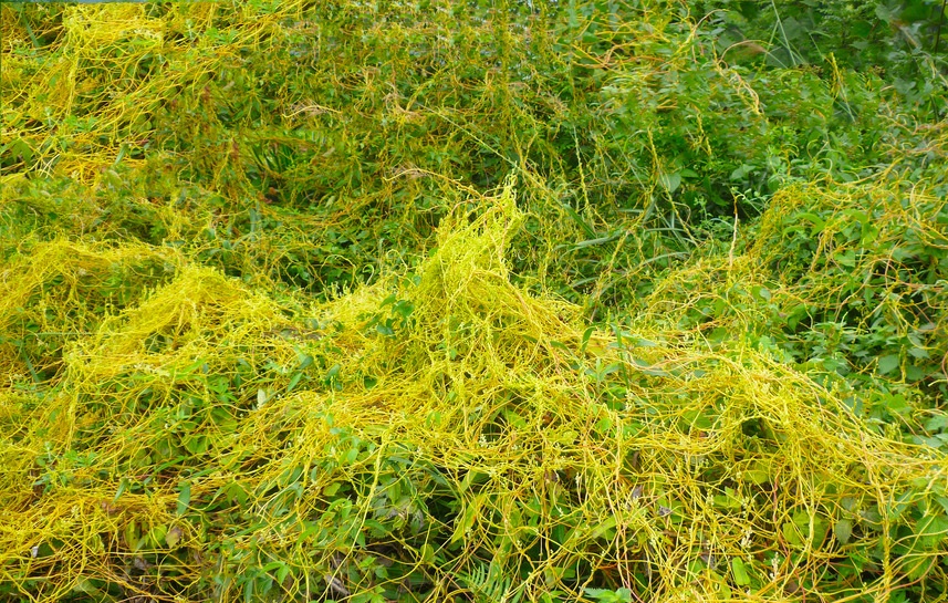 大菟丝子丸和菟丝子丸的区别,大菟丝子丸的配方