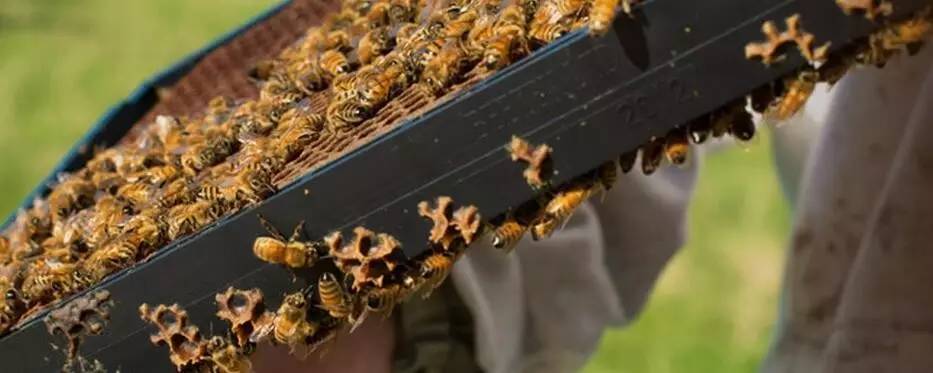 老中医蜂蜜系列,老中医秘制蜂蜜