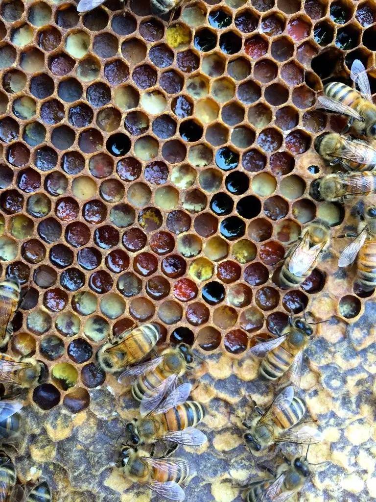 老中医蜂蜜系列,老中医秘制蜂蜜