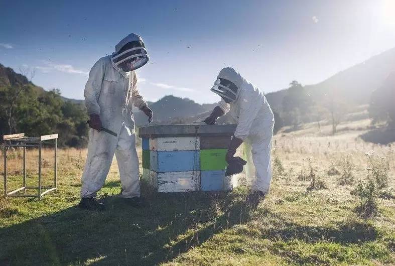 老中医蜂蜜系列,老中医秘制蜂蜜