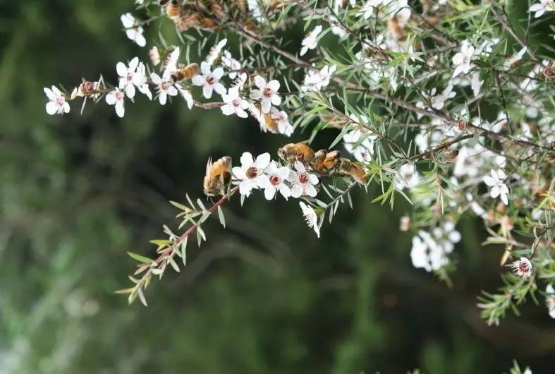 老中医蜂蜜系列,老中医秘制蜂蜜