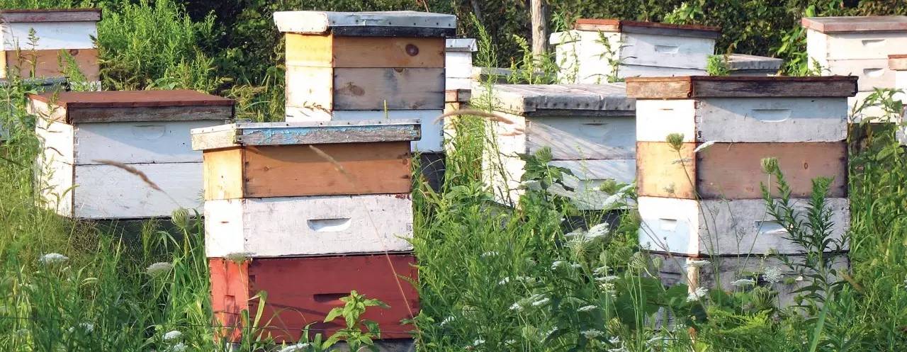 老中医蜂蜜系列,老中医秘制蜂蜜