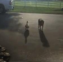 金毛穿丝袜,金毛被裹脚