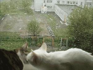 复活盘点喵星人假死吓主人,猫咪视角贞子