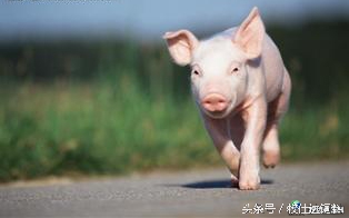 伪狂犬的最佳净化方法,狂犬病暴露预防处置规范2011年版