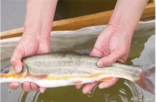 七十二杂鱼名称,三花五罗七十二杂鱼是指东北鱼吗