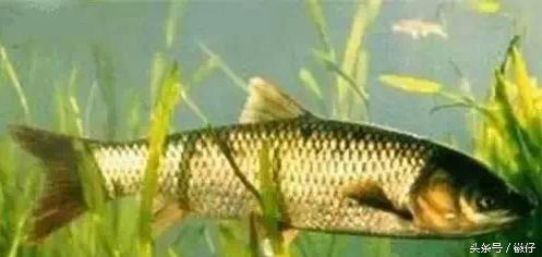 七十二杂鱼名称,三花五罗七十二杂鱼是指东北鱼吗