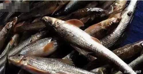 七十二杂鱼名称,三花五罗七十二杂鱼是指东北鱼吗