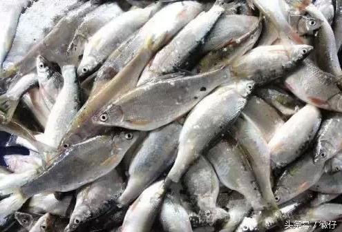 七十二杂鱼名称,三花五罗七十二杂鱼是指东北鱼吗