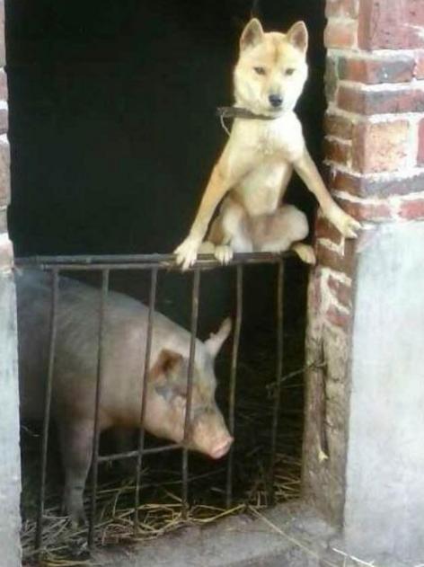 按住喵星人的这个位置，它就不会动了！你知道吗？！