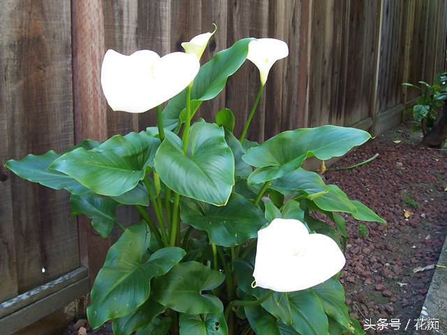 马蹄莲怎么养效果最好,马蹄莲在家养的寓意