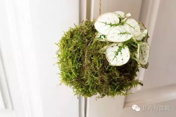 叶子斑斓的植物有哪些,叶子紫色有斑点植物