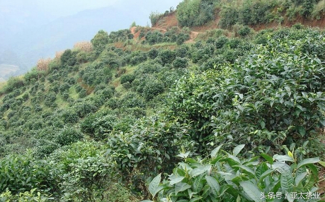 冰岛普洱茶茶山风景,普洱名山薄荷塘
