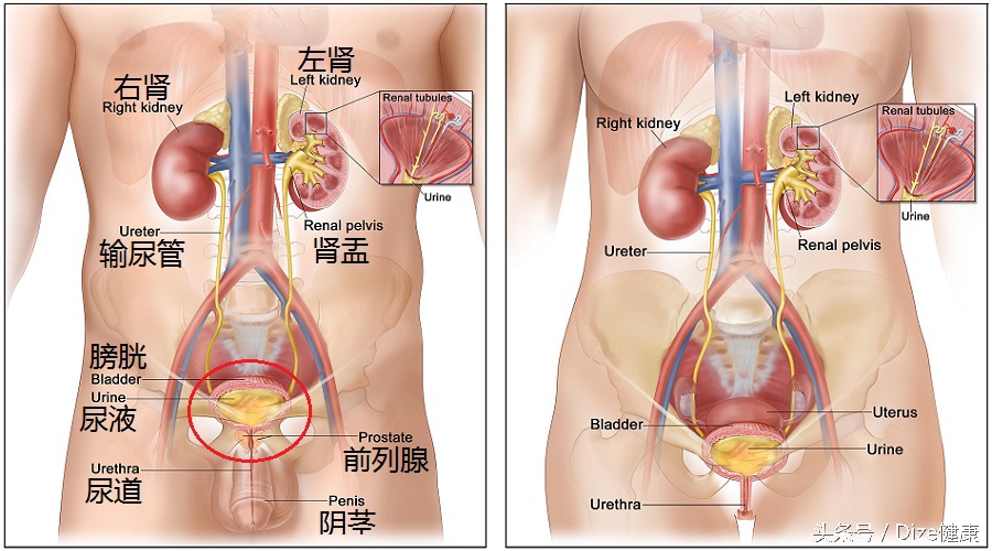憋尿会把膀胱憋爆吗,憋尿会导致膀胱炸裂吗