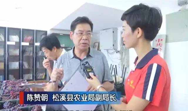 闽北葡萄又一村，教您如何挑选葡萄王