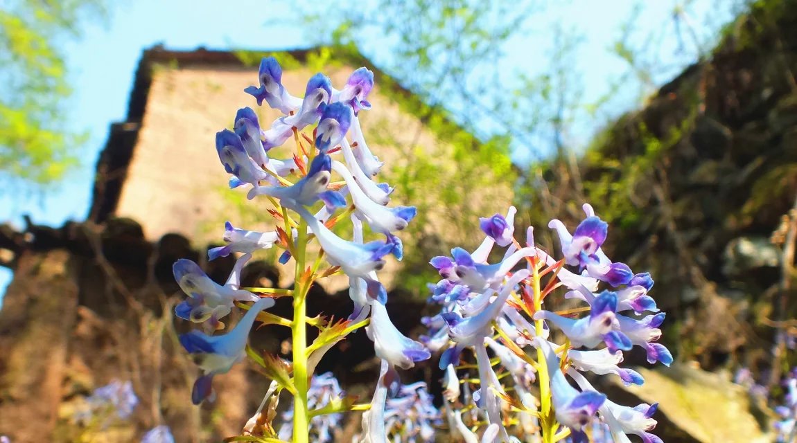 叶岩头,叶岩头村