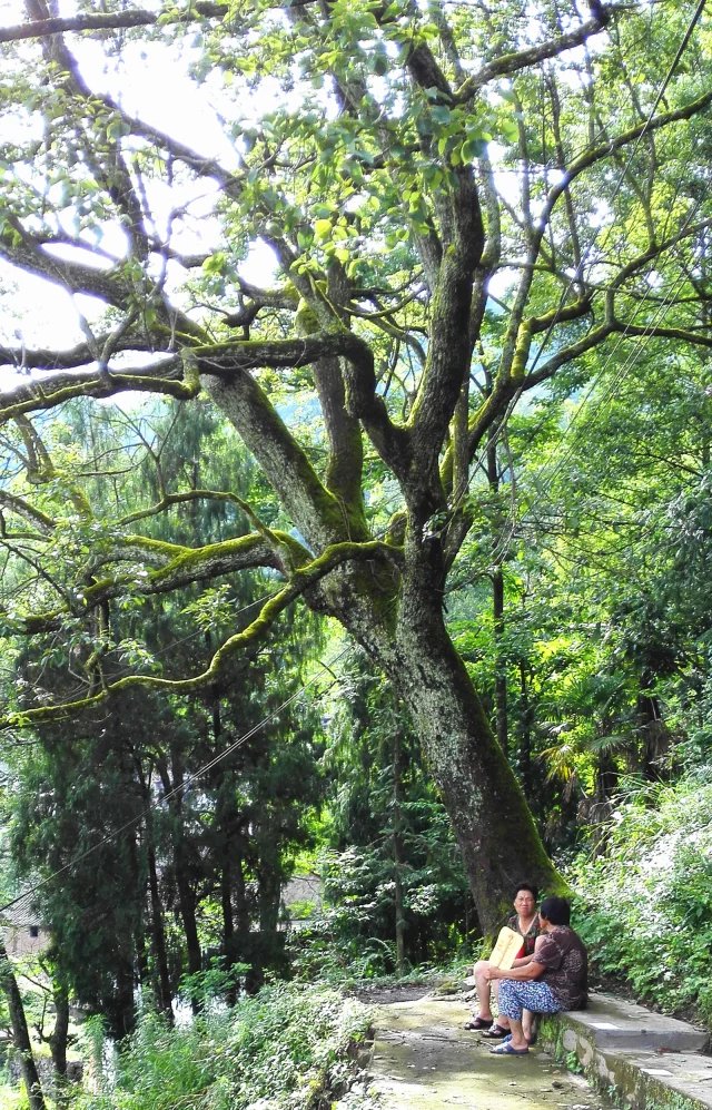 叶岩头,叶岩头村
