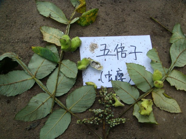 儿童脱肛偏方,儿童脱肛秘方