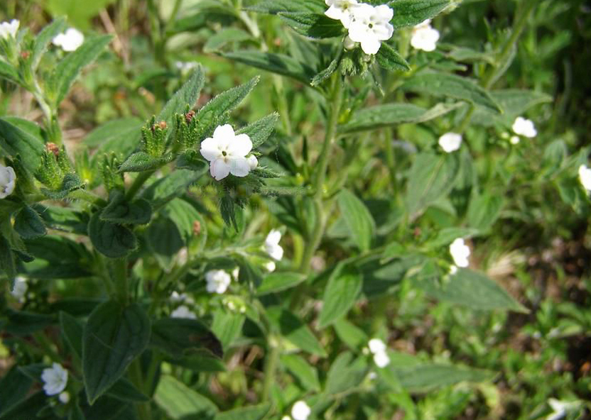 紫草膏可以治热痱子吗,痱子用紫草膏