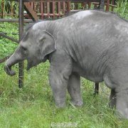 羊妞的日常生活,羊妞的生活记录