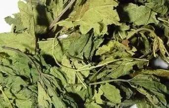 真正的神仙叶的功效,什么叶子降血糖有明显效果