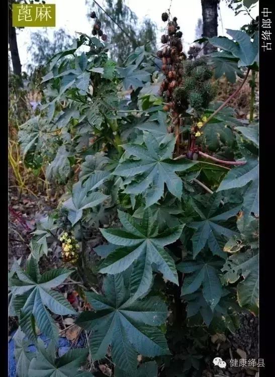 绛县种药材的村有哪些,绛县野生药材