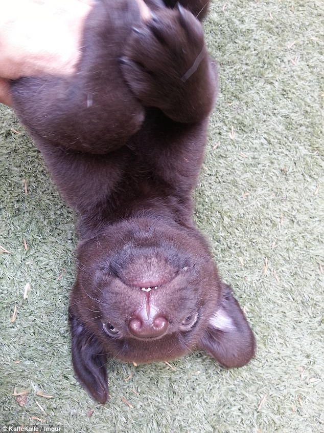 鐘笂鑵鎵嬫湳,涓婇瑁傜殑鐙楃嫍涓嶅仛鎵嬫湳鑳藉瓨娲诲悧