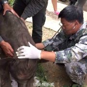 羊妞的日常生活,羊妞的生活记录