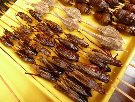 为什么有人吃蟑螂能治尿床,蟑螂煲水喝可以治尿床吗