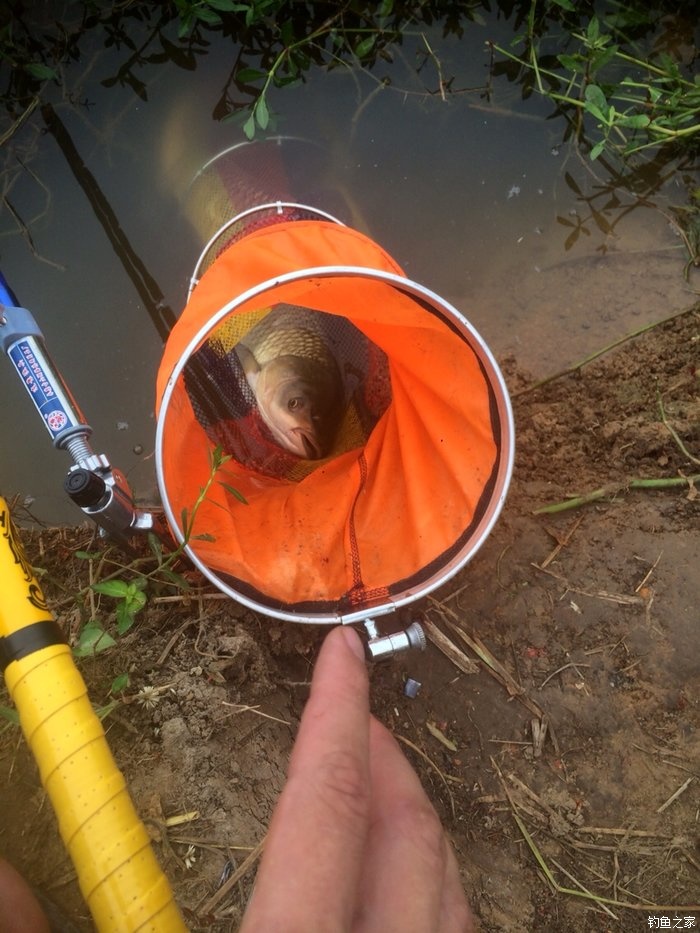 老鬼鳊鱼饵料配方,老鬼钓鳊鱼饵料