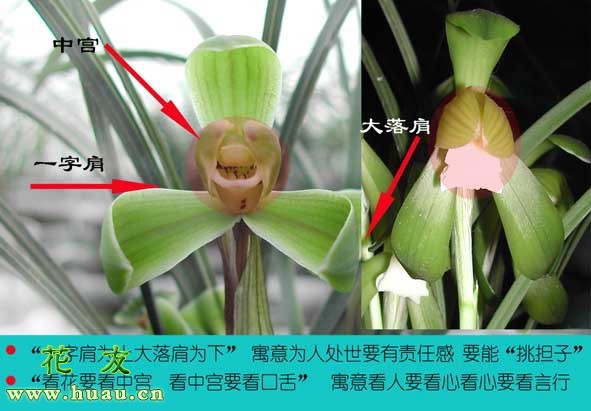 兰花鉴赏兰花根什么样,兰花鉴赏莲瓣兰