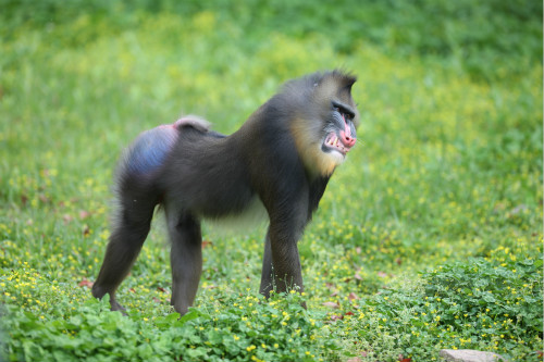 山海经灵兽与神兽的区别,山海经神兽历史9