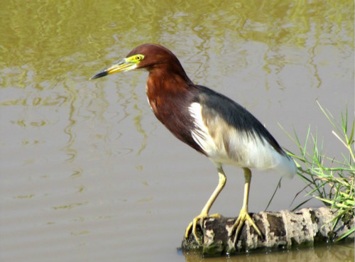 山海经灵兽与神兽的区别,山海经神兽历史9