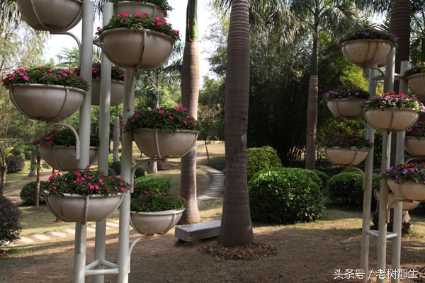 广西南宁狮山公园图,南宁狮山公园景观改造