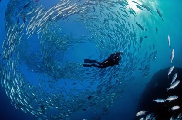 挑选鱼油:你必须知道的一些事情