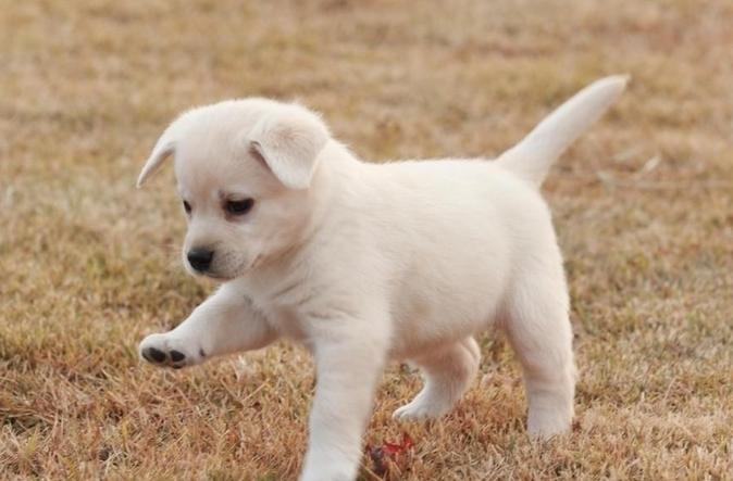 狗狗不在发情期那个地方也是肿胀的？家长们可不能视而不见啊！