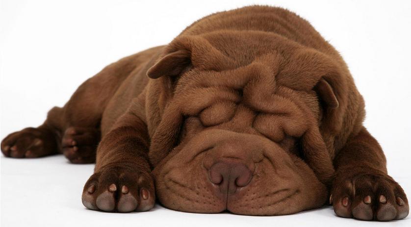 狗狗眼睑内翻用什么消炎药,狗狗眼睑下垂是怎么回事