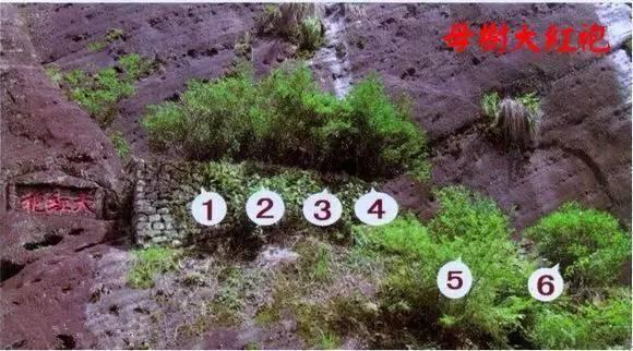 现代中国十大名茶排行榜,中国现代十大名茶排行榜